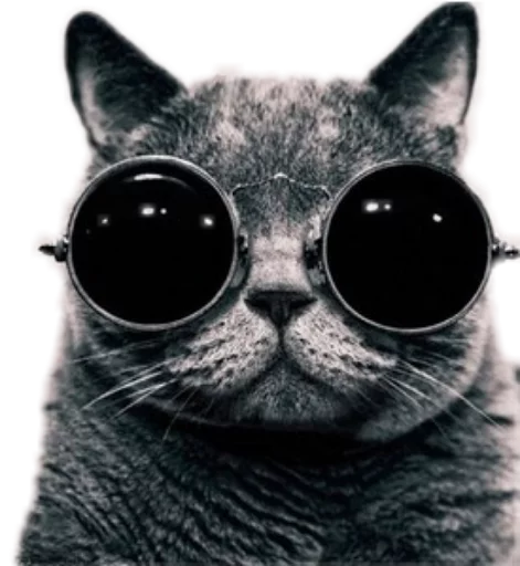 😎 Стикер «Funny animals» для Telegram