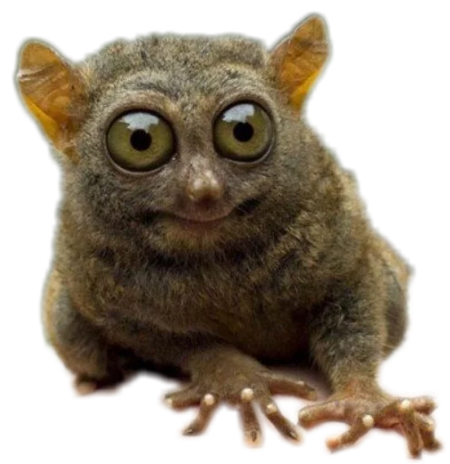 👀 Стикер «Funny animals» для Telegram