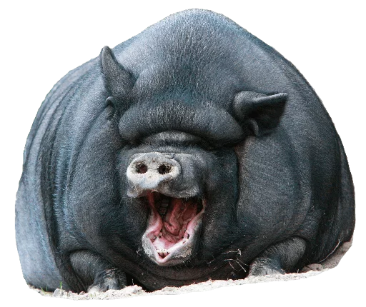 😆 Стикер «Funny animals» для Telegram