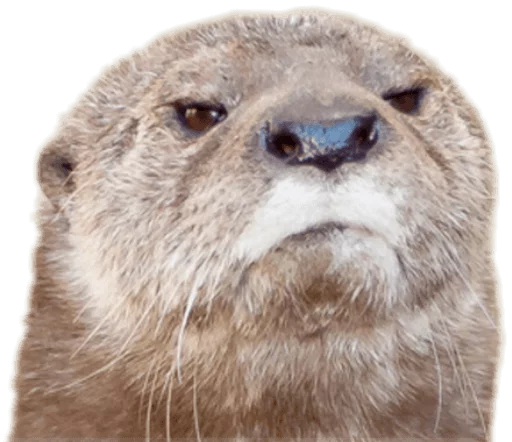 😠 Стикер «Funny animals» для Telegram
