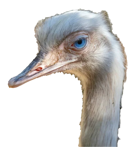 😒 Стикер «Funny animals» для Telegram