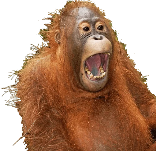 😨 Стикер «Funny animals» для Telegram