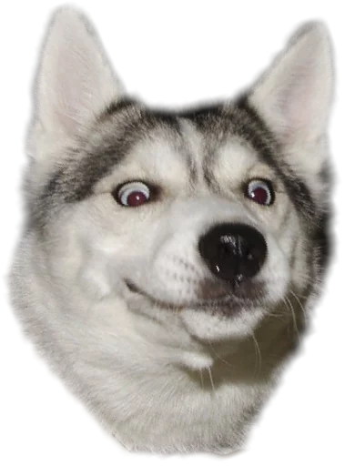 😮 Стикер «Funny animals» для Telegram