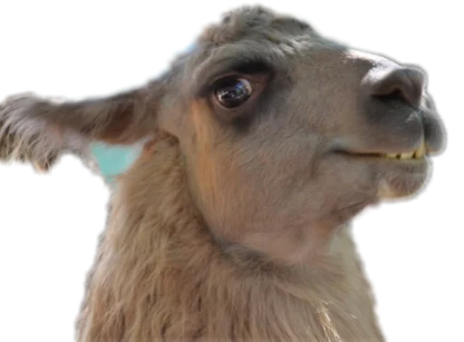 😏 Стикер «Funny animals» для Telegram