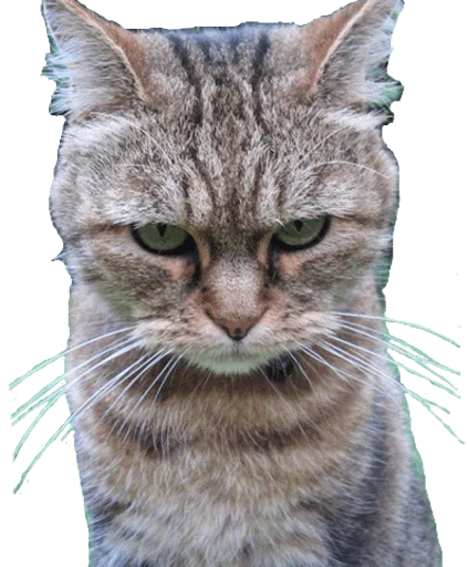 😠 Стикер «Funny animals» для Telegram