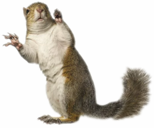 🤗 Стикер «Funny animals» для Telegram
