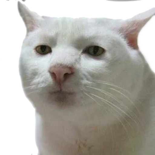 😐 Стикер «AnimalPhotoEmoji» для Telegram