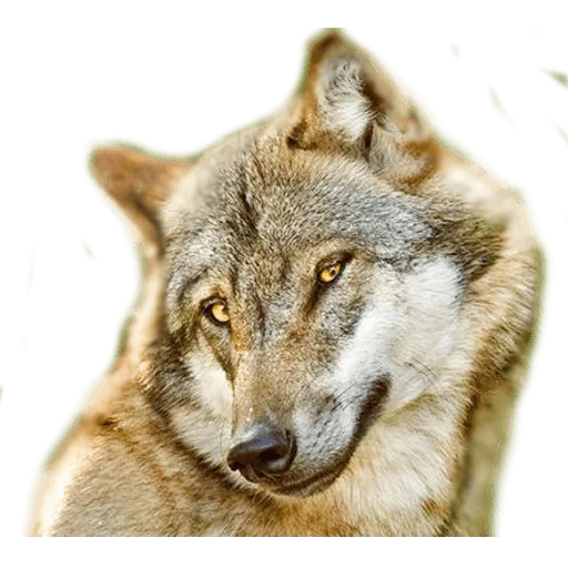 😉 Стикер «AnimalPhotoEmoji» для Telegram