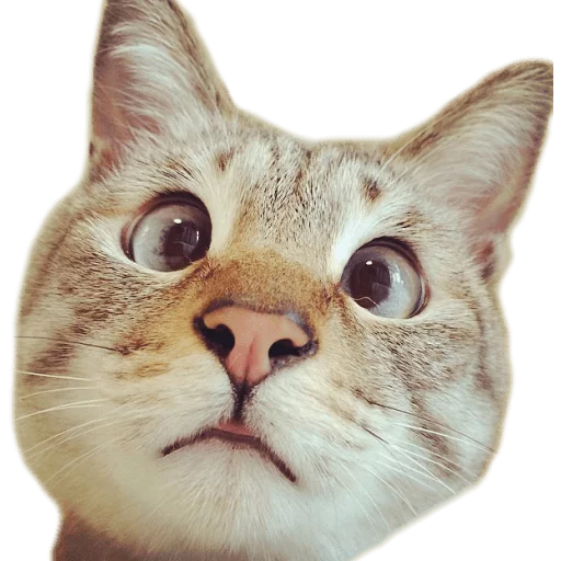 😶 Стикер «AnimalPhotoEmoji» для Telegram