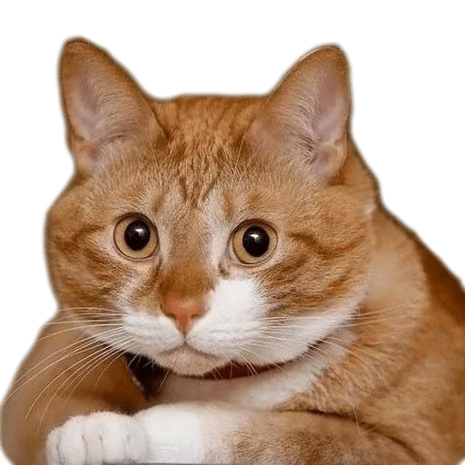 😒 Стикер «AnimalPhotoEmoji» для Telegram