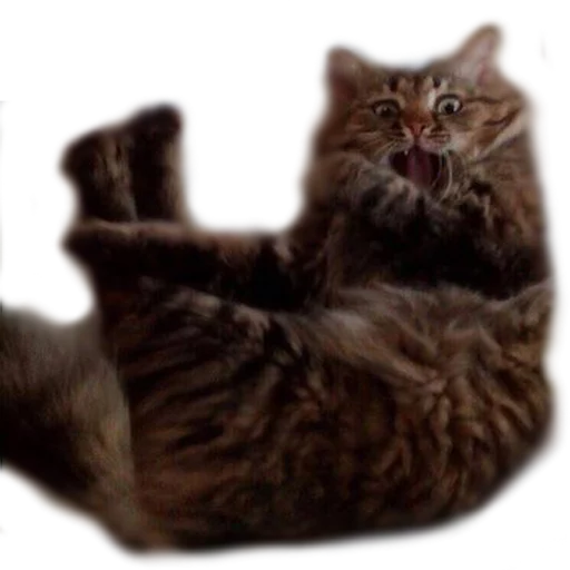 🙀 Стикер «AnimalPhotoEmoji» для Telegram