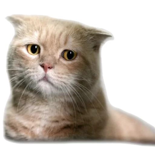 Стикерпак AnimalPhotoEmoji для Telegram