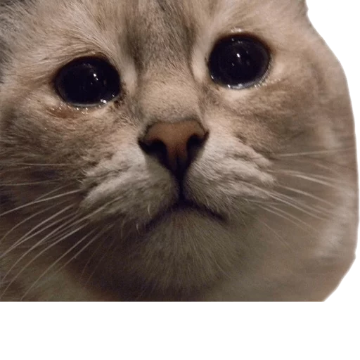 😢 Стикер «AnimalPhotoEmoji» для Telegram