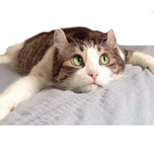😍 Стикер «AnimalPhotoEmoji» для Telegram