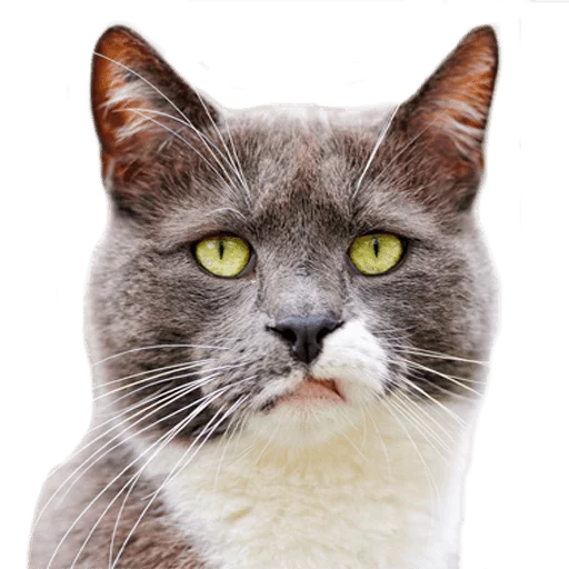 😠 Стикер «AnimalPhotoEmoji» для Telegram