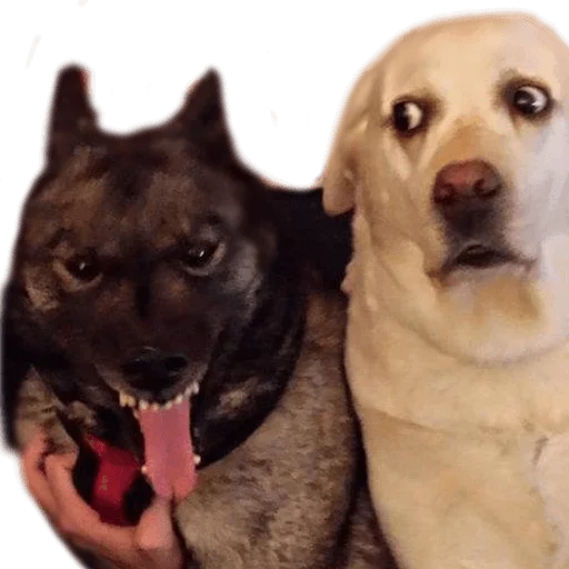 😦 Стикер «AnimalPhotoEmoji» для Telegram