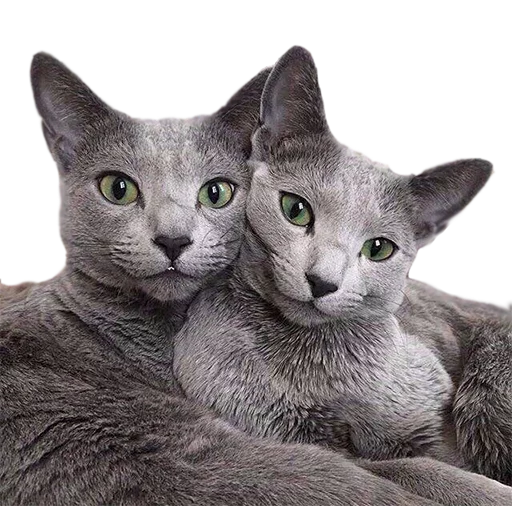 😻 Стикер «AnimalPhotoEmoji» для Telegram