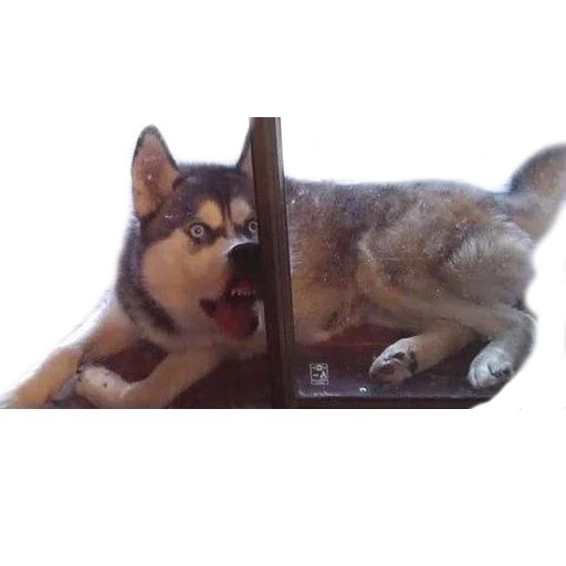 😛 Стикер «AnimalPhotoEmoji» для Telegram