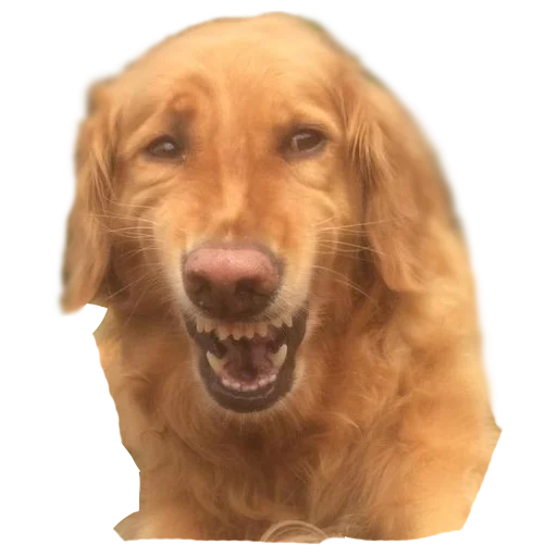 😬 Стикер «AnimalPhotoEmoji» для Telegram