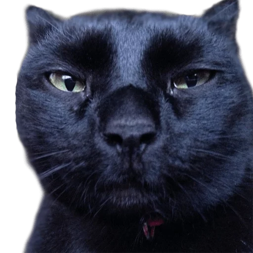 😐 Стикер «AnimalPhotoEmoji» для Telegram