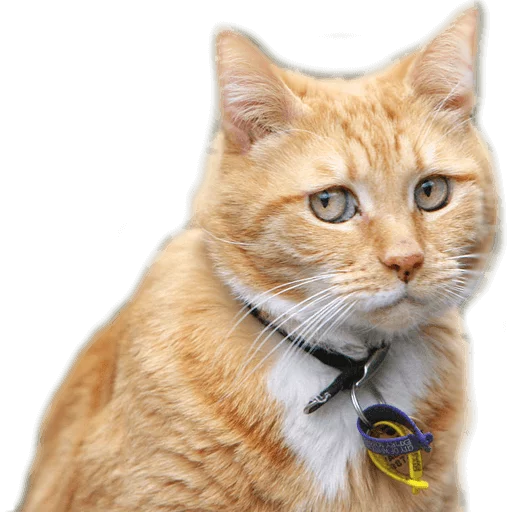 😒 Стикер «AnimalPhotoEmoji» для Telegram