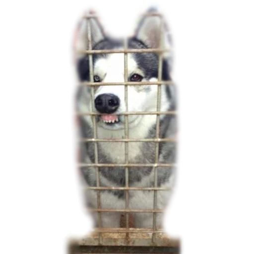 😶 Стикер «AnimalPhotoEmoji» для Telegram