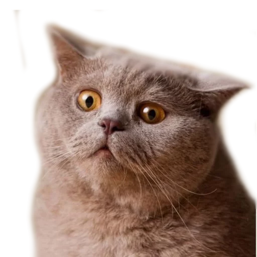 😕 Стикер «AnimalPhotoEmoji» для Telegram