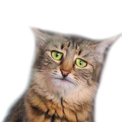 😟 Стикер «AnimalPhotoEmoji» для Telegram