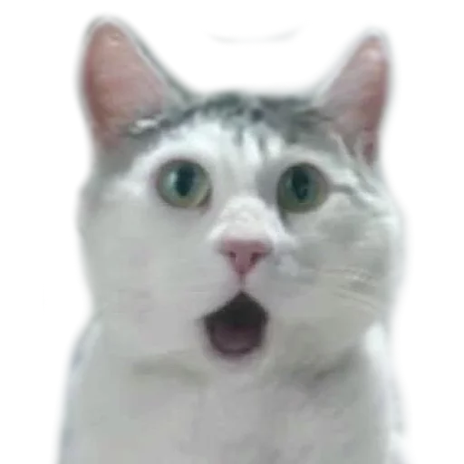 😨 Стикер «AnimalPhotoEmoji» для Telegram