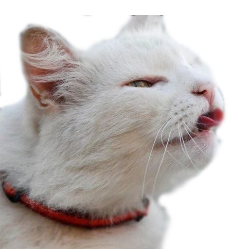 😛 Стикер «AnimalPhotoEmoji» для Telegram