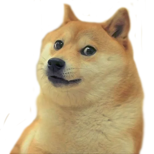 🐶 Стикер «AnimalPhotoEmoji» для Telegram