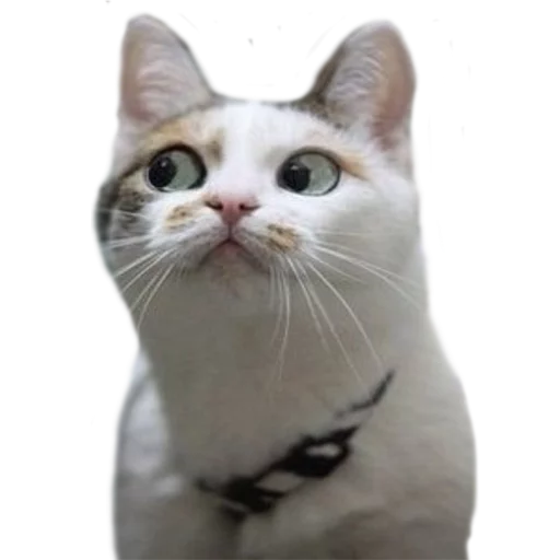 😳 Стикер «AnimalPhotoEmoji» для Telegram