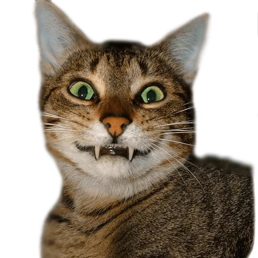 😺 Стикер «AnimalPhotoEmoji» для Telegram