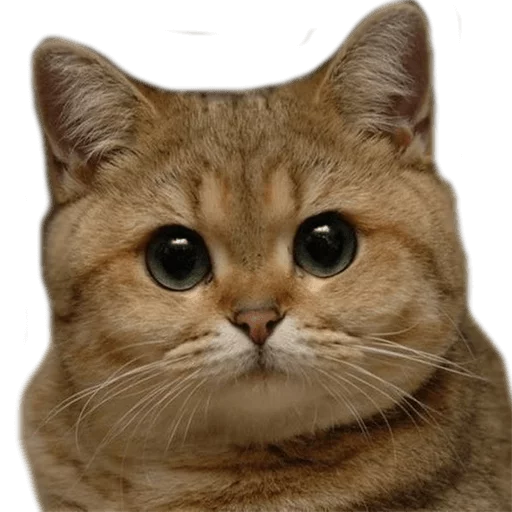 😠 Стикер «AnimalPhotoEmoji» для Telegram