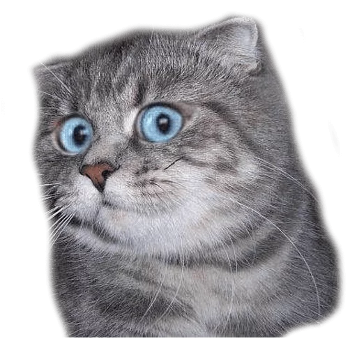 😟 Стикер «AnimalPhotoEmoji» для Telegram
