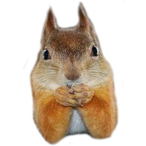 😒 Стикер «AnimalPhotoEmoji» для Telegram