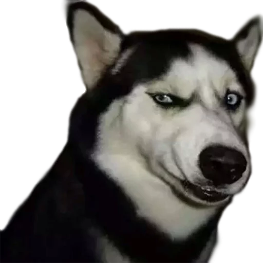 😠 Стикер «AnimalPhotoEmoji» для Telegram
