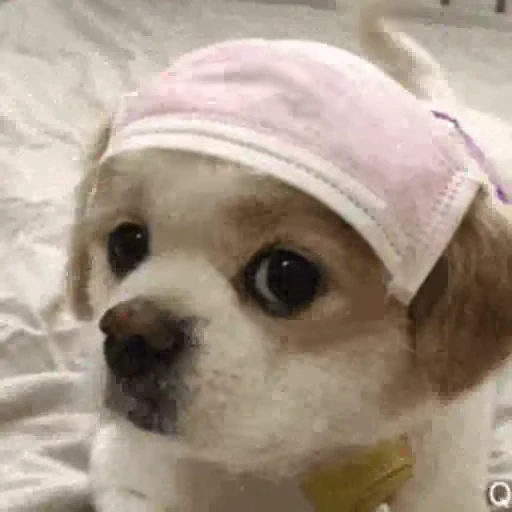 🐶 Стикер «Animals Животные» для Telegram