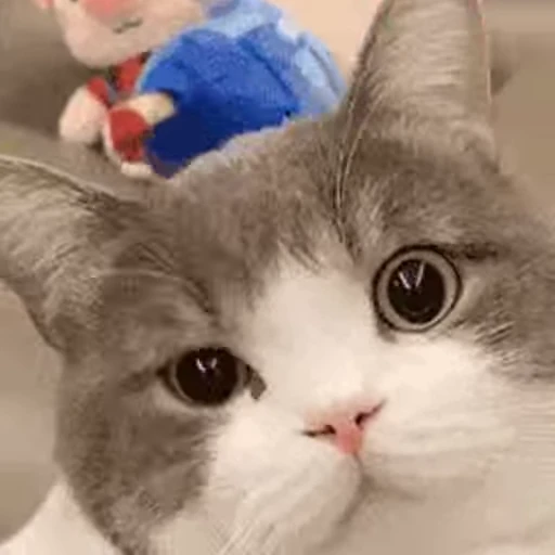 🐈 Стикер «Animals Животные» для Telegram