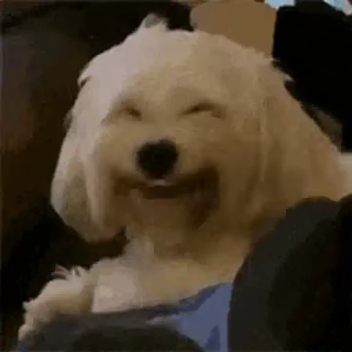 🐶 Стикер «Animals Животные» для Telegram