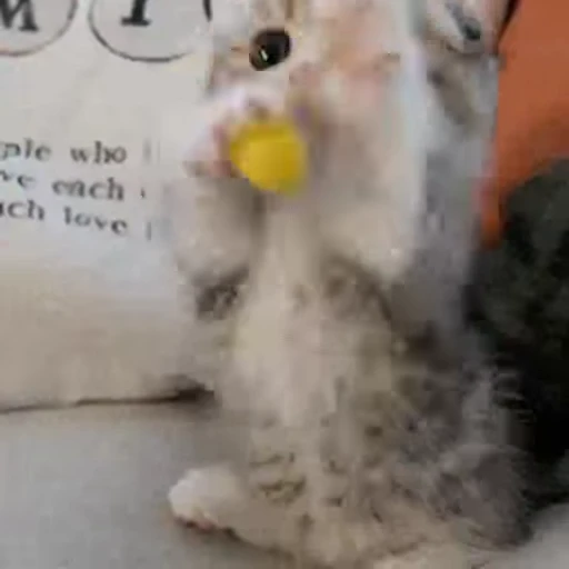 🐈 Стикер «Animals Животные» для Telegram