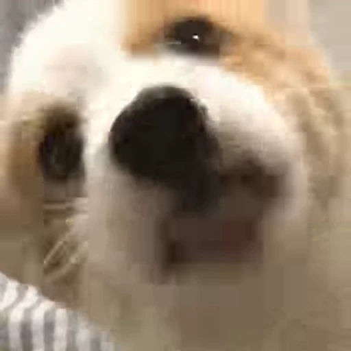 🐶 Стикер «Animals Животные» для Telegram
