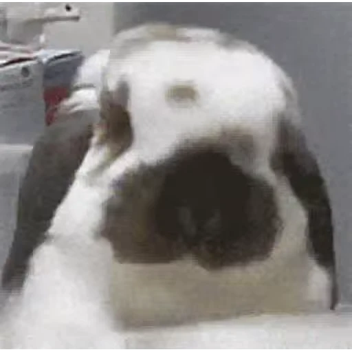 🐈 Стикер «Animals Животные» для Telegram