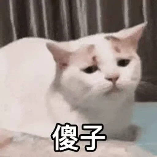 🐈 Стикер «Animals Животные» для Telegram