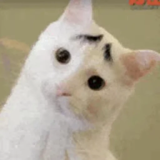 🐈 Стикер «Animals Животные» для Telegram
