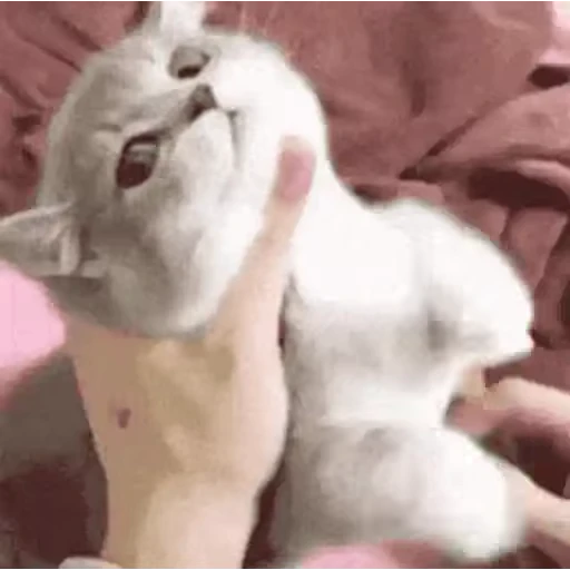 🐈 Стикер «Animals Животные» для Telegram