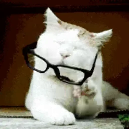 🐈 Стикер «Animals Животные» для Telegram