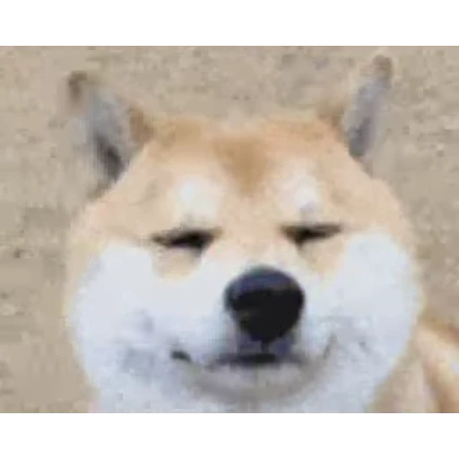 🐶 Стикер «Animals Животные» для Telegram