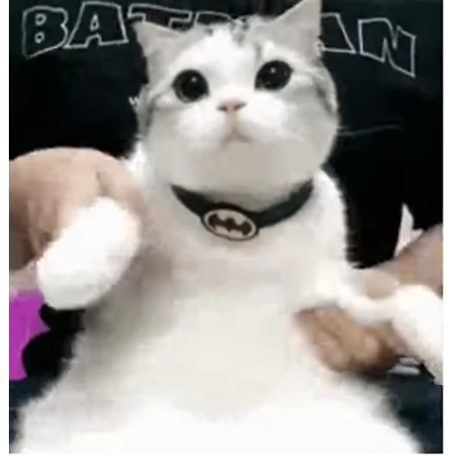🐈 Стикер «Animals Животные» для Telegram