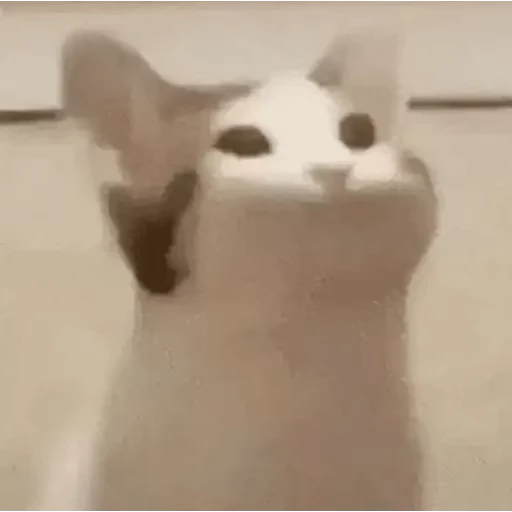🐈 Стикер «Animals Животные» для Telegram